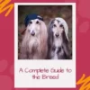 Afghan HoundsA Complete Guide to the Breed