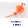Artemia Salina