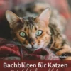 Bachblüten für Katzen