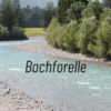 Bachforelle