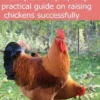 Backyard Chickens