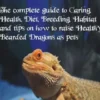 Bearded Dragons for Beginners