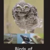 Birds of Argentinien