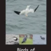 Birds of Irland