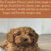 Cavapoos for Novices