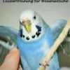 Clickertraining für Wellensittiche