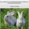 Cómo Cuidar A Un Conejo De Mascota