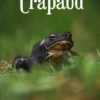 Crapaud