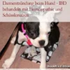 Darmentzündung beim Hund - IBD behandeln mit Homöopathie und Schüsslersalzen