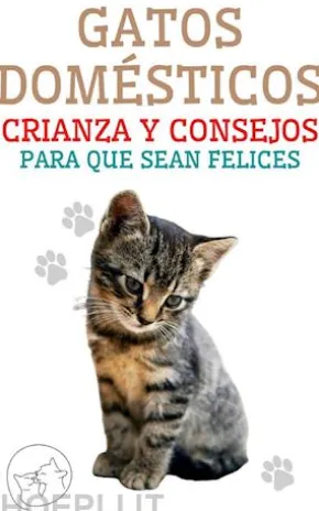 Gatos Domésticos Crianza y Consejos Para Que Sean Felices