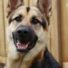 German Stepherd Dog