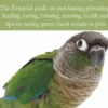 Green Cheek Conure Training Guide
