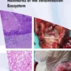 Head and Neck Cancer: Hallmarks of the Inflammation Ecosystem