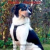 Hunde - Abenteuer