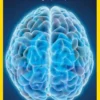 Il cervello