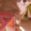 Kater Tommy