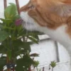 Kater Tommy