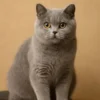 Katzenwelten - Die Britisch Kurzhaar-Katze