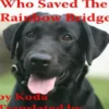 Koda: The Dog Who Saved The Rainbow Bridge