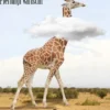 Malumori d'Africa