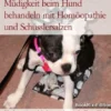 Müdigkeit beim Hund behandeln mit Homöopathie und Schüsslersalzen