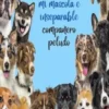 Mi Perro, mi mascota e inseparable compañero peludo