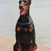 My Dog The Doberman