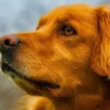 My Dog The Golden Retriever