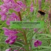 Naturens Forrådskammer