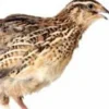 Os Segredos Da Criação De Codornas