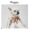 Potty Training Your Puppy