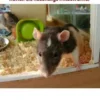Ratten als kuschelige Mitbewohner