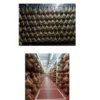 Seasoned Ham - Principles and Technology of Processing during the Salting and Resting Phases