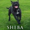 Sheba - From Hell to Happiness