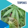 Terpenes