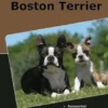 Traumrasse Boston Terrier