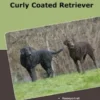 Traumrasse Curly Coated Retriever
