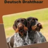 Traumrasse Deutsch Drahthaar