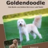 Traumrasse Goldendoodle