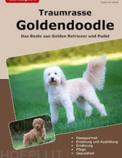 Traumrasse Goldendoodle