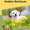 Traumrasse Golden Retriever