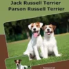 Traumrasse Jack Russell Terrier