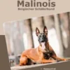 Traumrasse: Malinois