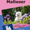 Traumrasse Malteser