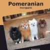 Traumrasse Pomeranian