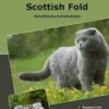 Traumrasse Scottish Fold