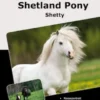 Traumrasse Shetland Pony