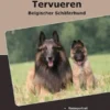 Traumrasse Tervueren