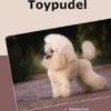 Traumrasse Toypudel