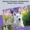 Traumrasse: Weisser Schweizer Schäferhund